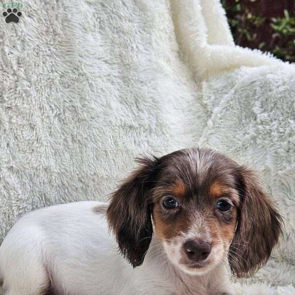 Betty, Dachshund Puppy